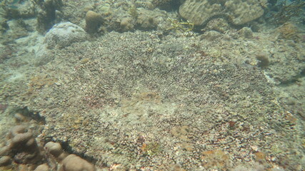 coral found at coral reef area at Tioman island, Malaysia