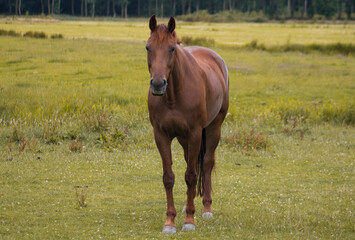 horse in the meadow