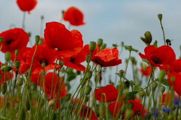 Fototapeta na wymiar red poppy flowers on the green plain