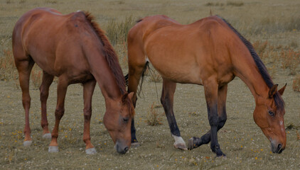 horses in the field