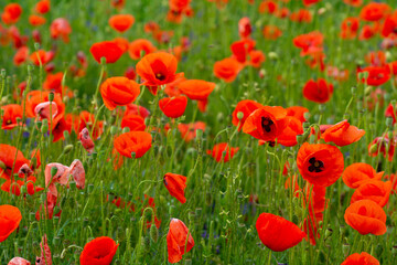 red poppy flowers on the green plain