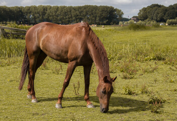 horse in the field