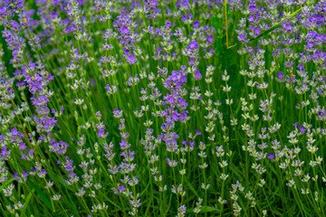 Fototapeta premium MOV LAVENDER FLOWERS ON THE GREEN PLAIN