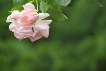 pink rose in garden