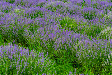 Obraz premium MOV LAVENDER FLOWERS ON THE GREEN PLAIN