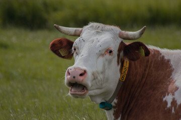 cow in a field