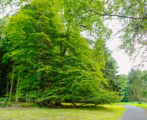 road in the forest