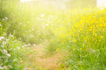 Flower field in the sunlight. Yellow buttercup flowers. Green grass in the summer. Meadow. Bright...