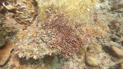 coral found at coral reef area at Tioman island, Malaysia