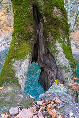 Autumn forest. Clean mountain river in the autumn forest.