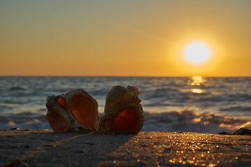 Image of seashells on the beach.