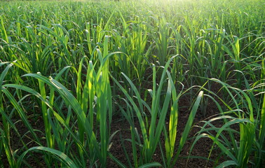 Obraz premium Okinawa,Japan-June 23, 2020: Sugar cane field in Miyakojima island, Okinawa, Japan 
