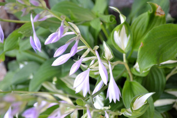 Bundle of Green Leaves and Purple Flowers