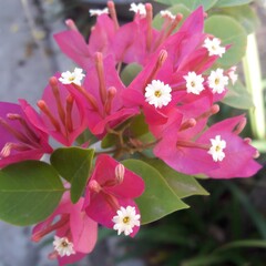pink and white flower