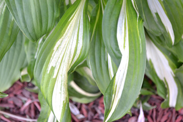 Obraz premium Bundle of Green Leaves