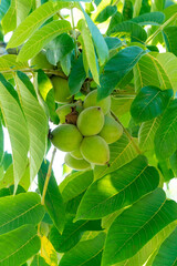 Green walnuts on a tree. A lot of nuts on a tree