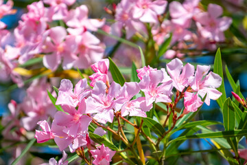 Beautiful pink nerium oleander flowers on bright summer day