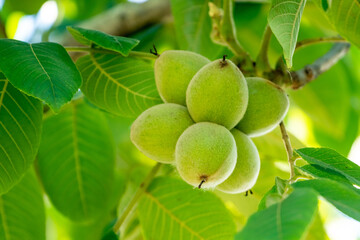 Green walnuts on a tree. A lot of nuts on a tree