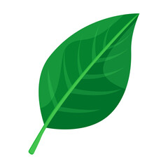 Leaf pear vector icon.Cartoon vector icon isolated on white background leaf pear.