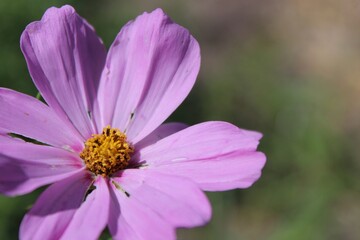 bee on a flower
