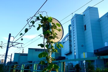 絡みつく緑の生命力