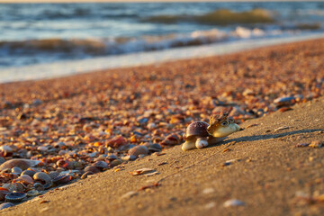 Image of a turtle made from shells. Handmade.