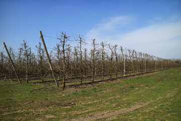 Obraz premium Apple garden in the spring.
