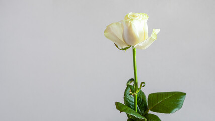 panoramic horizontal still-life with copyspace - single fresh white rose flower with gray background (focus on the bloom)