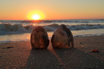 Shells at sunset. The sea, the beach, seashells. The meeting at sunset.