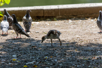 Egyptian goose walk in park