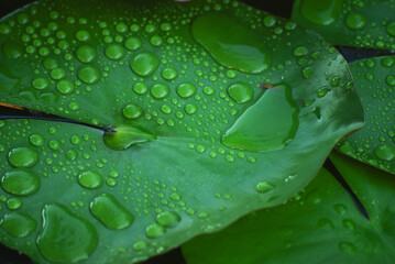 Water lily in a garden pond with water drops on it.