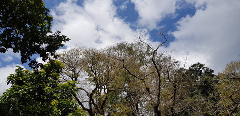 Obraz na płótnie Canvas Green forest tree with white clouds and blue sky
