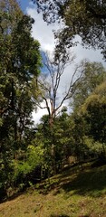 Blue sky with white clouds and green forest tree