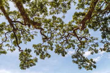 Promenade along Rizal Boulevard with hundred year old acacia trees and sea view, City of Dumaguete, Negros Oriental, Philippines