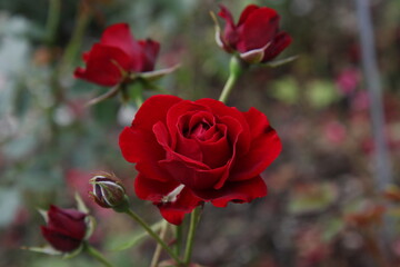 Focus on dark red rose flower head, surrounded by red rose buds. Symbol for love.