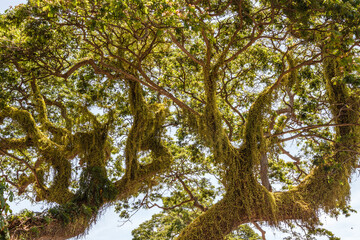 Promenade along Rizal Boulevard with hundred year old acacia trees and sea view, City of Dumaguete, Negros Oriental, Philippines
