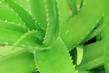 Close up top view of aloe vera plant growing in the garden.