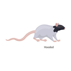 Rat vector icon.Cartoon vector icon isolated on white background rat.