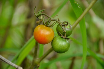 the red and ripe green tometo with leaves and plant.