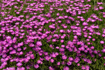 pink blooming ice plant in sunlight close up