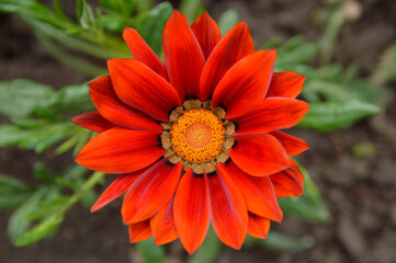 red blooming treasure flowers (gazania) growing in the garden