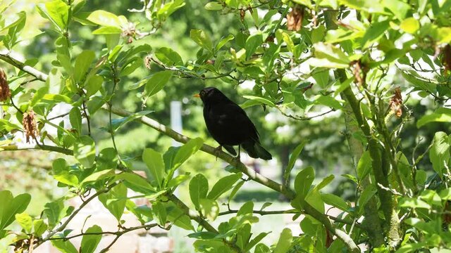 (Turdus merula) Merle noir. Un m&acirc;le au bec jaune s'abritant dans un buisson