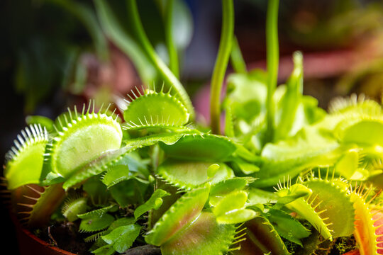 Carnivorous Plant Images – Browse 15,756 Stock Photos, Vectors, and Video |  Adobe Stock