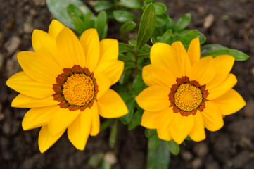 yellow blooming treasure flowers (gazania) growing in the garden