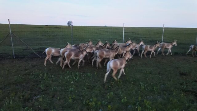 Aerial view on the herd of kulans walk along the fence. Rewilding Europe in Ukraine released herd of Asiatic wild ass (Equus hemionus kulan) for acclimatization in quarantine zone of Tarutino stepe