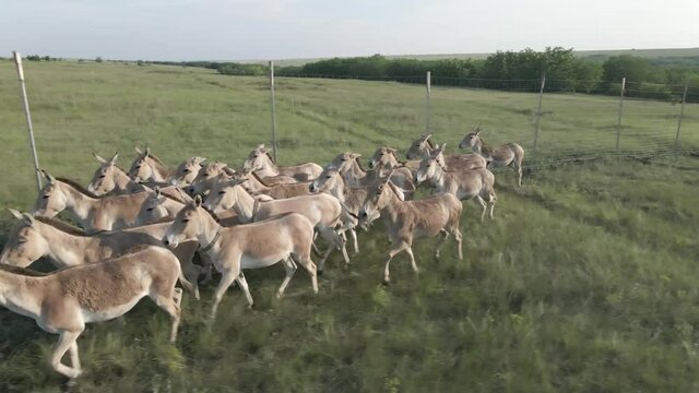 Aerial view on the herd of kulans walk along the fence. Rewilding Europe in Ukraine released herd of Asiatic wild ass (Equus hemionus kulan) for acclimatization in quarantine zone of Tarutino stepe