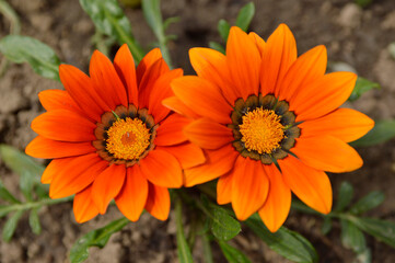 orange blooming treasure flowers (gazania) growing in the garden