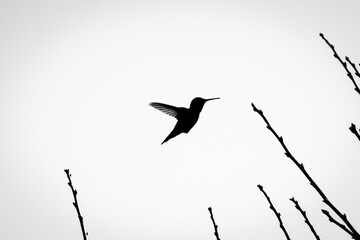 Black and White Silhouette of a Hummingbird