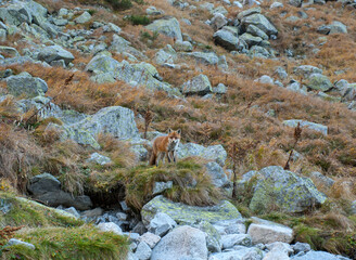 Great Cold Valley in Vysoke Tatry (High Tatras), Slovakia. The Great Cold Valley is 7 km long valley, very attractive for tourists