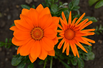 orange blooming treasure flowers (gazania) growing in the garden